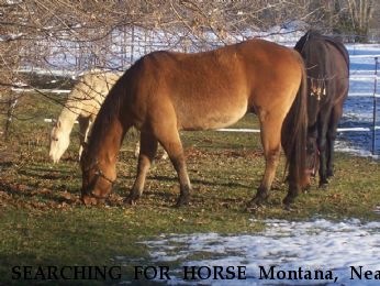 SEARCHING FOR HORSE Montana, Near Flint, MI, 48506